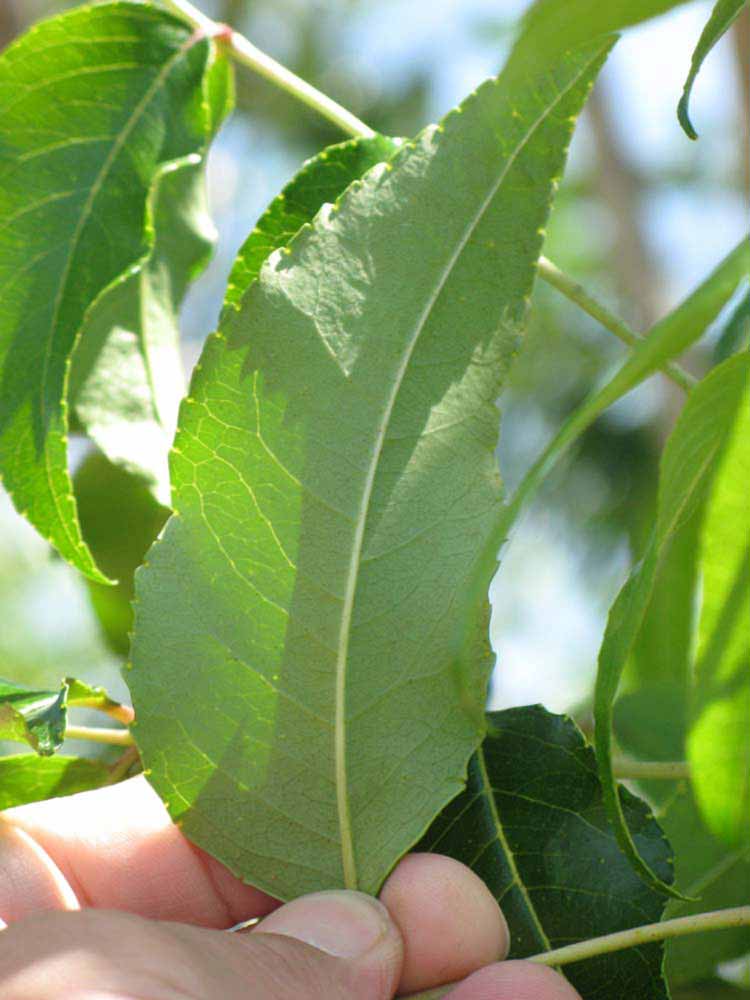                Leaflet (Winter Haven, FL)       